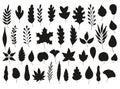 Leaves Vector Set Isolated Isolated on White Background. Royalty Free Stock Photo