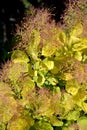 Leaves with veins of a wig-tree, a grade the Golden Spirit Cotinus coggygria Scop. Golden Spirit