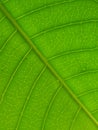 Leaves verdant Royalty Free Stock Photo