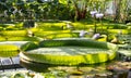 Leaves of Victoria Amazonica in Botanical Garden.Giant Waterlily. Royalty Free Stock Photo