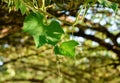 Macro shot of bottle gourd plant leaves. Royalty Free Stock Photo