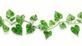 Leaves of vine with heart-shaped leaves, devil's ivy, gold pothos, isolated on white background, clipping path Royalty Free Stock Photo