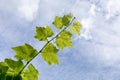 The leaves of the vine shone through the sun against the blue sky. Bright light green with visible leaf structure, on a blue backg Royalty Free Stock Photo