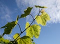 The leaves of the vine shone through the sun against the blue sky. Bright light green with visible leaf structure, on a blue backg Royalty Free Stock Photo