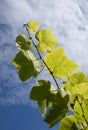 The leaves of the vine shone through the sun against the blue sky. Bright light green with visible leaf structure, on a blue backg Royalty Free Stock Photo