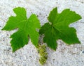 Leaves of vine and a small clove growing