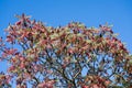 Vinegar tree - Rhus typhina. Colorful autumn coloring of the leaves of a vinegar tree