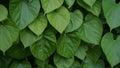 Leaves and vines Tinospora cordifolia tree in the garden, Herb Leaf Leaves Wallpaper Royalty Free Stock Photo