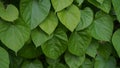 Leaves and vines Tinospora cordifolia tree in the garden, Herb Leaf Leaves Wallpaper Royalty Free Stock Photo