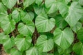 Leaves and vines Tinospora crispa tree Royalty Free Stock Photo