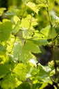 Leaves of vines Royalty Free Stock Photo