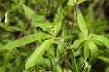 Leaves of the Vitex agnus-castus