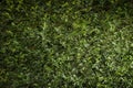 Leaves wall. Natural leaves texture with light effect. Royalty Free Stock Photo