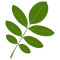 Leaves of walnut tree on white isolated background.