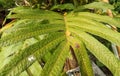 The leaves of the wart fern or Phymatosorus scolopendria are shiny green and have wart-like protrusions on their surface