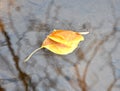 Leaves on water