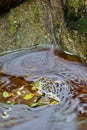 Leaves and water