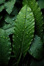 Leaves with water droplets create a captivating background that epitomizes the beauty of nature on a rainy day.