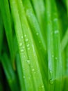 Leaves and water droplets Royalty Free Stock Photo