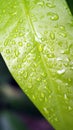 Leaves with water drops. Green leaf with water drops for background. Royalty Free Stock Photo