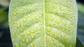 Leaves with water drops. Green leaf with water drops for background. Royalty Free Stock Photo