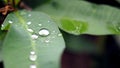 Leaves with water drops. Green leaf with water drops for background. Royalty Free Stock Photo