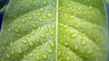 Leaves with water drops. Green leaf with water drops for background. Royalty Free Stock Photo