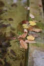 Leaves on the water