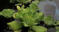 the leaves of the water hyacinth plant are wetted by the rain