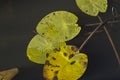 Leaves of water lilies in an autumn pond Royalty Free Stock Photo