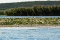 The leaves of water lilies on the surface and reeds on the shores of a large reservoir. Royalty Free Stock Photo