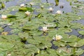 Leaves of the water lily. Lotus flower lily pad pond Royalty Free Stock Photo