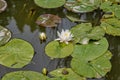 Leaves of the water lily. Lotus flower lily pad pond Royalty Free Stock Photo