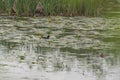 Leaves Water Lily Swim Pond Water Lilies