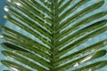 leaves on the water, palm leaves in the pool, green tiled pool Royalty Free Stock Photo