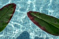leaves on the water, palm leaves in the pool, green tiled pool Royalty Free Stock Photo