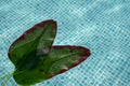 leaves on the water, palm leaves in the pool, green tiled pool Royalty Free Stock Photo