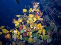 Leaves in the water, Perry Park Birmingham Royalty Free Stock Photo