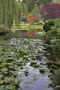 Leaves on water Royalty Free Stock Photo