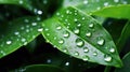 Leaves with waterdrops. Drops of transparent rain water on leaves macro. Generative AI