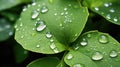 Leaves with waterdrops. Drops of transparent rain water on leaves macro.