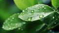 Leaves with waterdrops. Drops of transparent rain water on leaves macro.