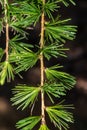 Leaves of Western Larch