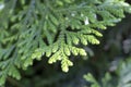 Leaves of Western redcedar (Thuja plicata) tree