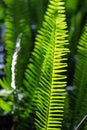 Leaves of Western Sword Fern