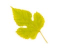 Leaves on white background. natural mulberry yellow leaves Royalty Free Stock Photo