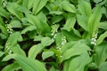 Leaves and white flowers of Convallaria majalis