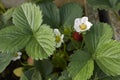 Leaves and white flowers of Fragaria x ananassa Royalty Free Stock Photo