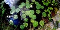 Leaves and white flowers of water lily photographed Royalty Free Stock Photo