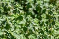 Leaves of a white horehound, Marrubium vulgare Royalty Free Stock Photo